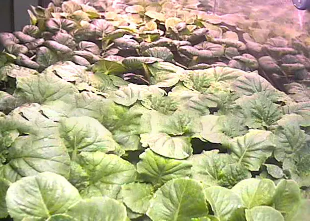 Mature lettuce canopy shown at the end of a reported 28-day growing sequence