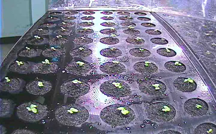 Young lettuce sprouts growing in a tray under Nano Grow Lights