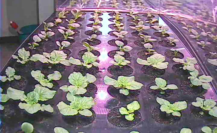 Lettuce plants at a larger growth stage in the same growing tray